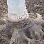 Pruned roots