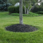 mulch volcano