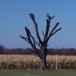 topped tree1