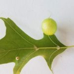 Oak apple gall