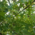 galls on pin oak